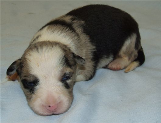 Click for large image