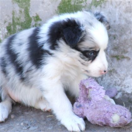 Click for large image