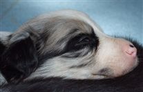 Click for large image