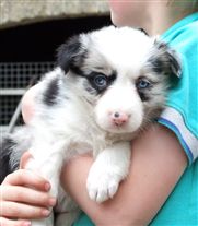 Click for large image