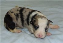 Click for large image