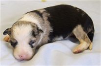 Click for large image