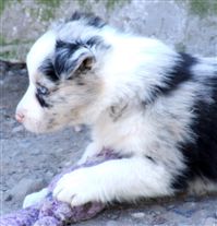 Click for large image