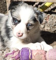 Click for large image