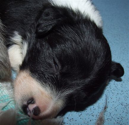 Click for large image