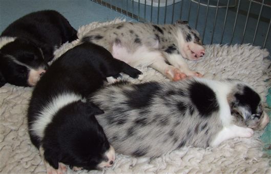 Click for large image