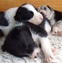 Click for large image