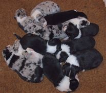 Click for large image