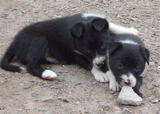 Click for large image