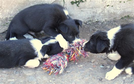 Click for large image