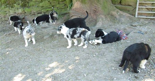 Click for large image