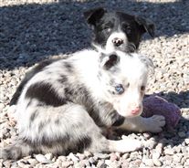 Click for large image