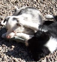 Click for large image