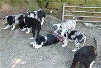 Click for large image