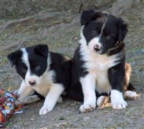 Click for large image