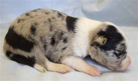 Click for large image