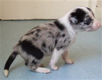 Click for large image