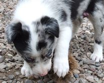 Click for large image