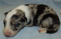 Click for large image