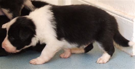 Click for large image