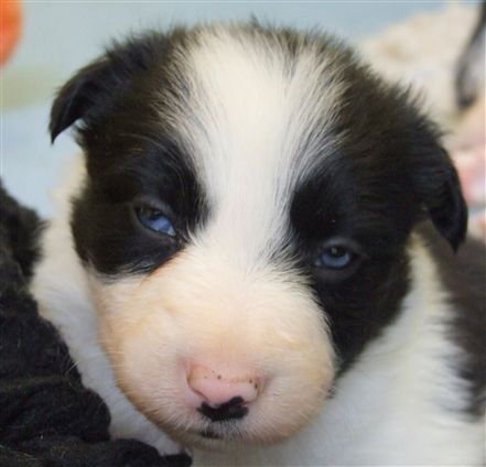 Click for large image