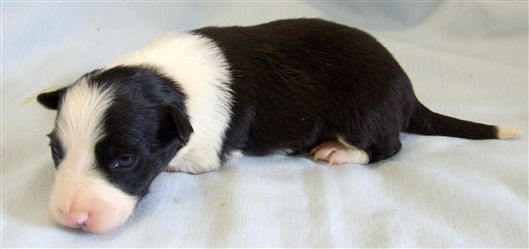 Click for large image