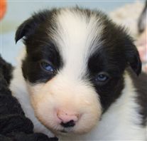 Click for large image