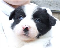 Click for large image