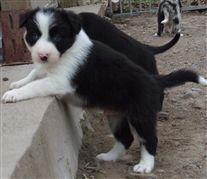 Click for large image