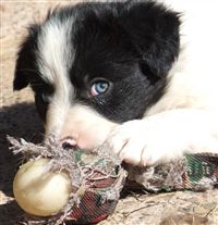 Click for large image