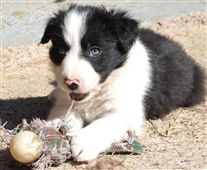 Click for large image