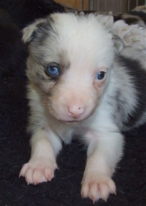 Click for large image