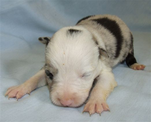 Click for large image