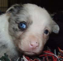 Click for large image