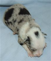 Click for large image