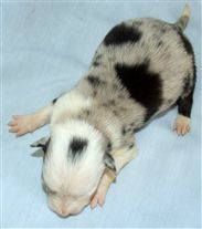 Click for large image