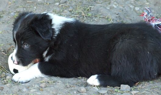 Click for large image