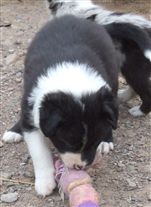 Click for large image