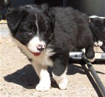 Click for large image