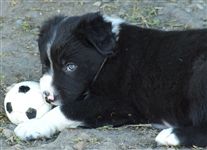 Click for large image