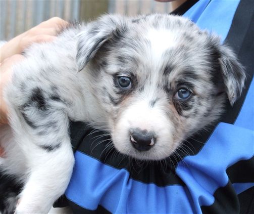 Click for large image