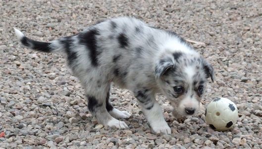 Click for large image