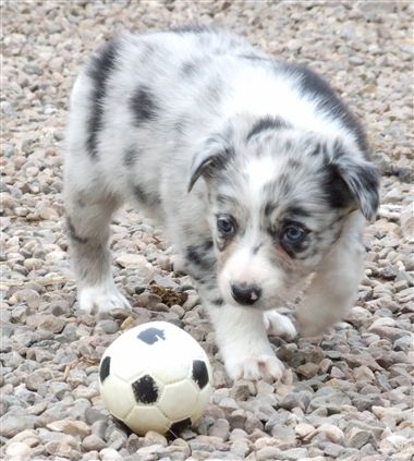 Click for large image