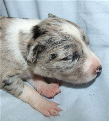 Click for large image