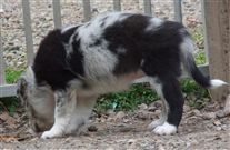 Click for large image