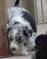 Click for large image