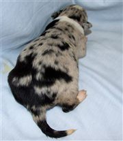 Click for large image