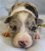 Click for large image