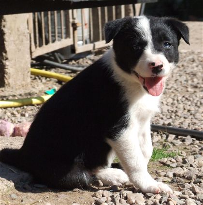 Click for large image