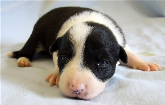 Click for large image